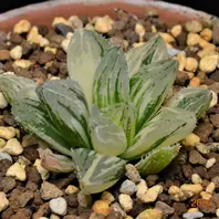 ハオルチア新氷砂糖錦「ハオルチア」のアルバム-みんなの趣味の園芸1004824