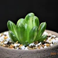 ハオルチア ワリン錦(オブツーサ交配種)「ハオルチア」の ハオルチア ワリン錦(オブツーサ交配種)「ハオルチア」の