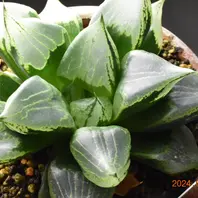 2024-07-13撮影裏般若（B型コンプトミ「ハオルチア」のアルバム