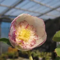 第17回クリスマスローズの世界展 新花「2019 加藤農園さんの
