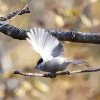 飛び立つ瞬間です。コガラ「鳥 動物」のアルバム-みんなの趣味の