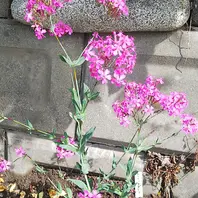 コマチソウ(ムシトリナデシコ)。野生化「2019花メンガーデン」の