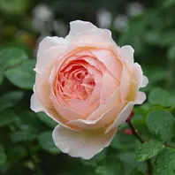 メルヘンツァウバー 1006 秋バラ「2019年の薔薇」のアルバム