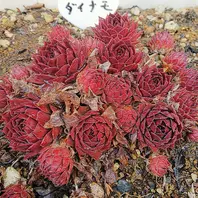 センペルビウム紅夕月。紅夕月、なん「2019花メンガーデン」の