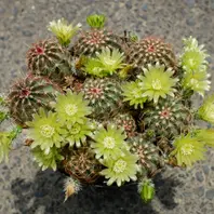 エキノケレウス 青花エビ青花エビはい「サボテンの花」のアルバム