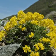 ユウバリソウ「強風とダニに悩まされた夕張岳の花旅」のアルバム