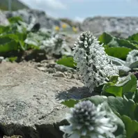 ユウバリソウ「強風とダニに悩まされた夕張岳の花旅」のアルバム