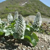 山野草　希少夕張岳固有種　ユウバリソウ　特大株 ユウバリソウ-北海道の山野草・宿根草・高山植物販売専門店岩崎園芸