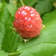 トゲ有り ラズベリー(ブラックベリー？「ちゃちゃまさ 初めましての