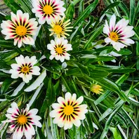 8/23ガザニア・ピンクシェード#Gazania「庭に咲く花Season3