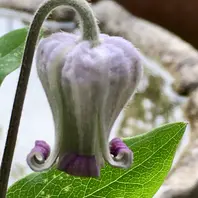 白菫「クレマチス」のアルバム-みんなの趣味の園芸1052452