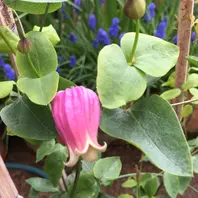 香）薫風「クレマチス」のアルバム-みんなの趣味の園芸1073493