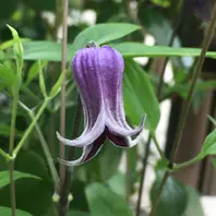 クレマチス　薫風 Jardin - 竹間さんの 壺型クレマチス ✨ 薫風〜くんぷう〜✨ 花