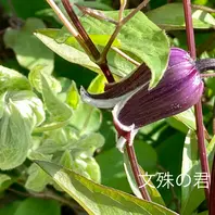 龍の口「クレマチス」のアルバム-みんなの趣味の園芸1343158