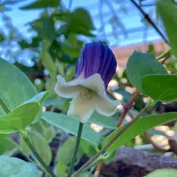 夢の君「クレマチス」のアルバム-みんなの趣味の園芸1454415