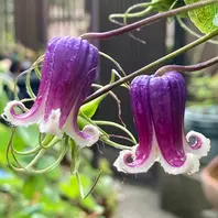 koki様ご確認用 クレマチス 夢の君 アルビコマ 夢の君「クレマチス」のアルバム-みんなの趣味の園芸1454415