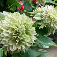 クレマチス確認用 mqdefault.jpg