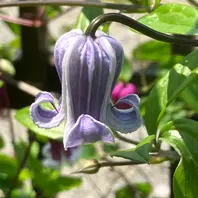 クレマチス確認用 クレマチスシリーズ 2024 No.27】クレマチスの種プレゼント