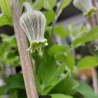 利休白茶「クレマチス」のアルバム-みんなの趣味の園芸2178801
