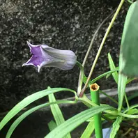 クレマチス　薫風 クレマチス 薫風