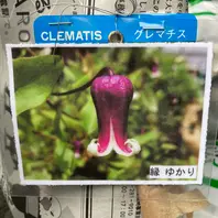ゆかり「クレマチス」のアルバム-みんなの趣味の園芸1220404