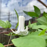 クレマチス 苗さ白のクリスパ Jardin de Violettes | 竹間さんの壺型クレマチス 白のクリスパ