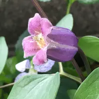 香）薫風「クレマチス」のアルバム-みんなの趣味の園芸1073493