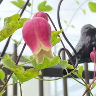 龍の口「クレマチス」のアルバム-みんなの趣味の園芸1431114