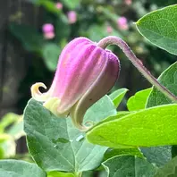 クレマチス〔3ページ目〕｜植花夢isikawaさんのアルバム