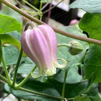 モアフィールディ「クレマチス」のアルバム-みんなの趣味の園芸1392205