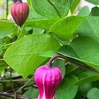 クレマチス確認用 mqdefault.jpg