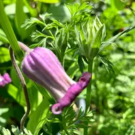 クレマチス｜植花夢isikawaさんのアルバム｜みんなの趣味の園芸