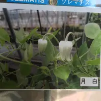 ショーガール「壺型クレマチスラベル」のアルバム-みんなの趣味