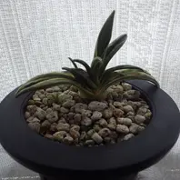 瑞泉の縞、旭翠2019/11/9「万年青」のアルバム-みんなの趣味の園芸971667