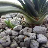 瑞泉の縞、旭翠2019/11/9「万年青」のアルバム-みんなの趣味の園芸971667