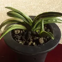 瑞泉の縞、旭翠2019/11/9「万年青」のアルバム-みんなの趣味の園芸971667