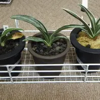 瑞泉の縞、旭翠2019/11/9「万年青」のアルバム-みんなの趣味の園芸971667