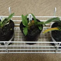 瑞泉の縞、旭翠2019/11/9「万年青」のアルバム-みんなの趣味の園芸971667