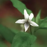 タデスミレ高原の野草園などでもすみれ「我が家のベランダ