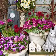 ローダンセマム、大輪パンジーのピカソ「季節の寄せ植えと