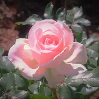 マリーアントワネット女王の風格が.👑🌹「薔薇のガーデン」のアルバム