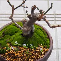 コンクリート製苔盆栽 小型 盆梅の鉢にアスファルトの苔を剥いで張「myミニ盆栽Ⅱ」のアルバム