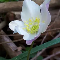 タマノカンアオイ(多摩の寒葵) ウマノ「山野草」のアルバム