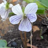 タマノカンアオイ(多摩の寒葵) ウマノ「山野草」のアルバム