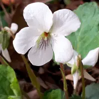 タマノカンアオイ(多摩の寒葵) ウマノ「山野草」のアルバム