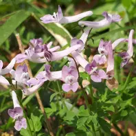 タマノカンアオイ(多摩の寒葵) ウマノ「山野草」のアルバム タマノカンアオイ(多摩の寒葵) ウマノ「山野草」のアルバム