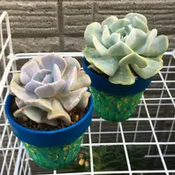 トップスプレンダー？と、キュービック「多肉植物」のアルバム