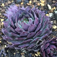 センペルビブム『ストロベリーキウイ』「多肉植物」のアルバム