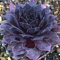 センペルビブム『ストロベリーキウイ』「多肉植物」のアルバム