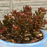 センペルビブム『ストロベリーキウイ』「多肉植物」のアルバム